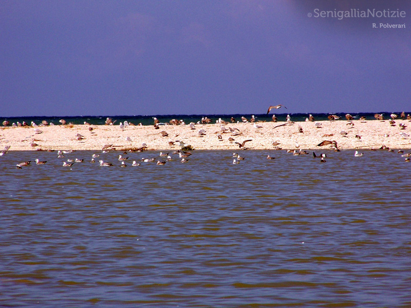 27/10/2014 - Gabbiani tra terra e mare