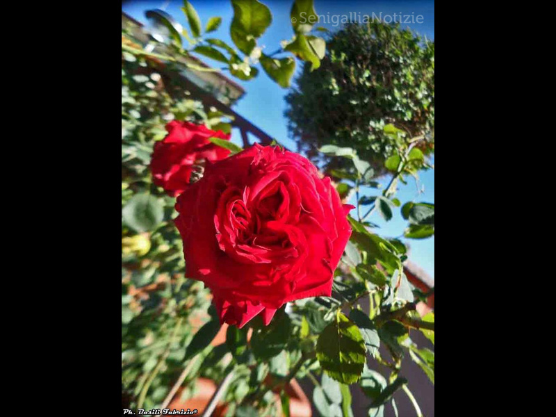 21/09/2014 - Una rosa