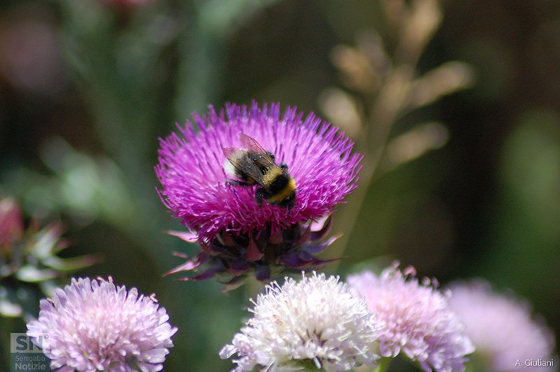 22/09/2015 - L'ape ed il suo fiore