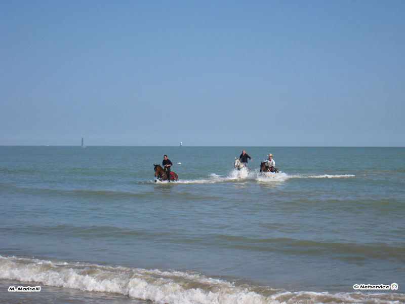 12/10/2009 - Senigallia, cavalli che fanno il bagno al mare