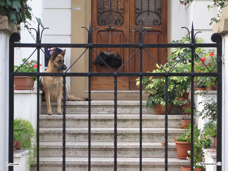 10/11/2009 - Attenti al cane..