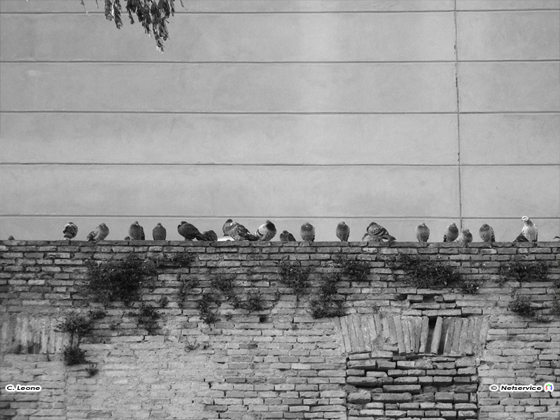 11/01/2011 - Piccioni a riposo sulle mura di Senigallia